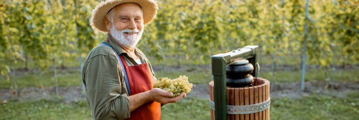 Lächelnder Winzer hält frisch geerntete Weintrauben neben einer traditionellen Weinpresse auf einem Weinberg, illustriert die Herstellung von alkoholfreiem Wein.